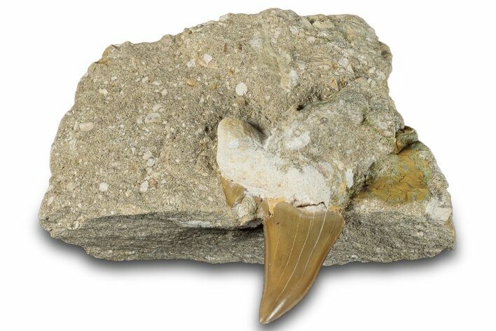 Bargain Otodus Shark Tooth Fossil in Rock - Morocco #292037